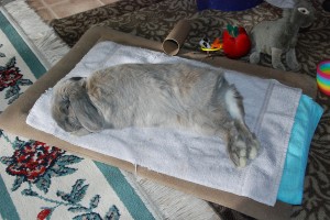 Cleo lounging on her new bed